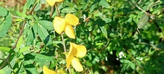 Crotalaria juncea