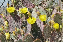 Opuntia gosseliniana