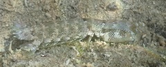 Pseudosquilla ciliata