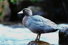 Hymenolaimus malacorhynchos