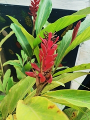 Alpinia purpurata
