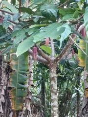 Theobroma cacao