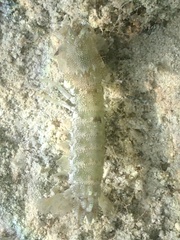 Pseudosquilla ciliata