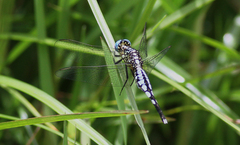 Acisoma attenboroughi