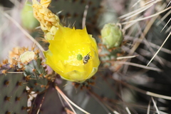 Opuntia gosseliniana