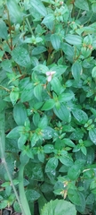 Melastomeae