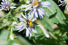 Cnemidandrena