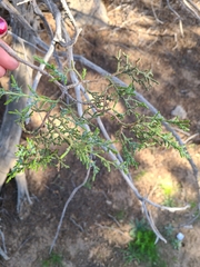 Juniperus californica