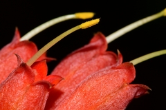 Alberta magna