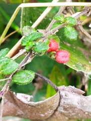 Galium hypocarpium