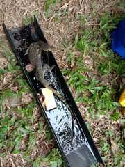Varanus salvator bivittatus