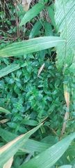 Selaginella uncinata
