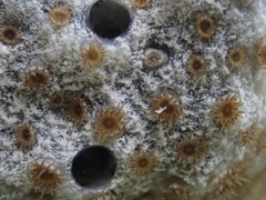 Umimayanthus parasiticus