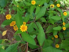 Melampodium divaricatum