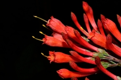 Alberta magna