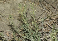 Pombalia verticillata