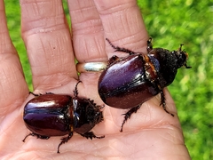 Strategus aloeus