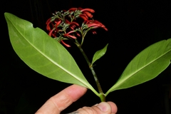 Alberta magna