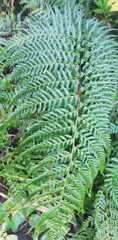 Calochlaena dubia