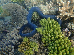 Emydocephalus annulatus