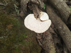 Trametes menziesii