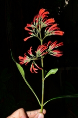Alberta magna