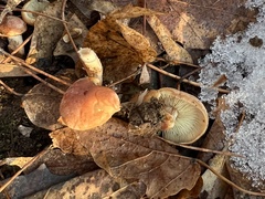 Hypholoma lateritium