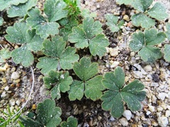 Pelargonium ternifolium