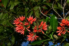 Alberta magna