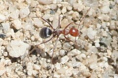 Endiodioctes