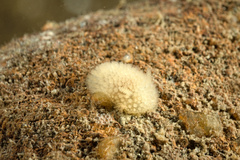 Onchidoris muricata
