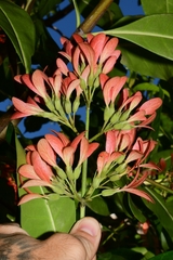 Alberta magna