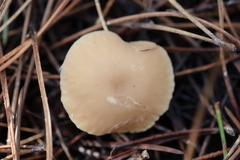 Clitocybe diatreta