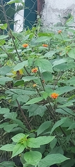 Lantana camara