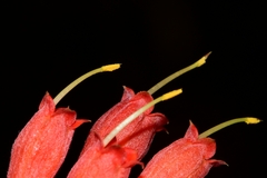 Alberta magna