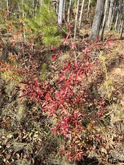 Quercus phellos