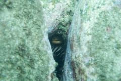 Gymnothorax prasinus