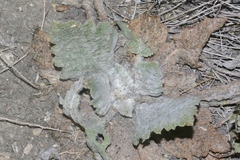 Salvia aethiopis
