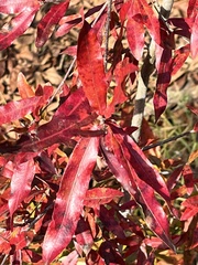 Quercus phellos