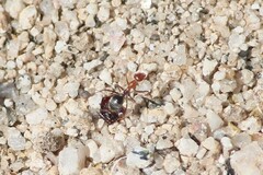 Endiodioctes