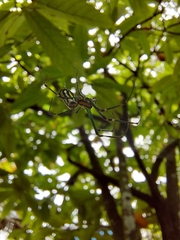 Leucauge argyrobapta