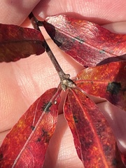 Quercus phellos