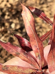 Quercus phellos
