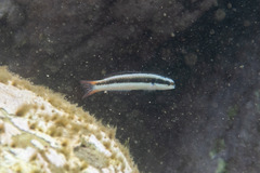 Thalassoma amblycephalus