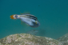 Meuschenia trachylepis