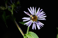 Cnemidandrena