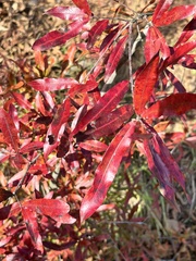 Quercus phellos