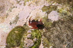 Enneapterygius atrogulare