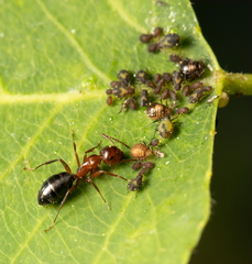 Myrmentoma