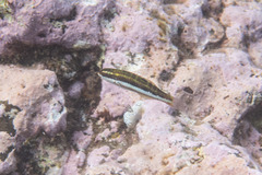 Thalassoma